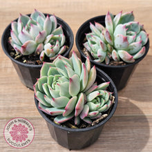 Load image into Gallery viewer, Echeveria chihuahuaensis