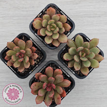 Load image into Gallery viewer, Echeveria Chocolate Cube