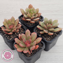 Load image into Gallery viewer, Echeveria Chocolate Cube