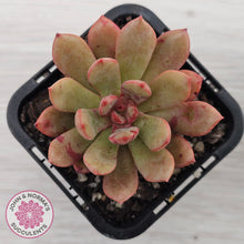 Load image into Gallery viewer, Echeveria Chocolate Cube