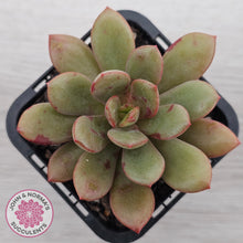 Load image into Gallery viewer, Echeveria Chocolate Cube