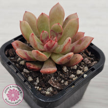 Load image into Gallery viewer, Echeveria Chocolate Cube