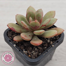 Load image into Gallery viewer, Echeveria Chocolate Cube