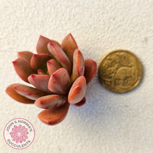 Load image into Gallery viewer, Echeveria Chocolate Cube medium cutting