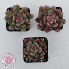 Load image into Gallery viewer, Echeveria Chocolate Cube