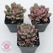 Load image into Gallery viewer, Echeveria Chocolate Cube