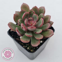Load image into Gallery viewer, Echeveria Chocolate Cube