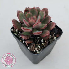 Load image into Gallery viewer, Echeveria Chocolate Cube