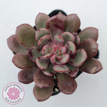 Load image into Gallery viewer, Echeveria Chocolate Cube