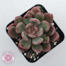 Load image into Gallery viewer, Echeveria Chocolate Cube