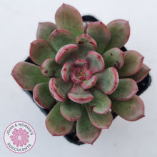 Load image into Gallery viewer, Echeveria Chocolate Cube