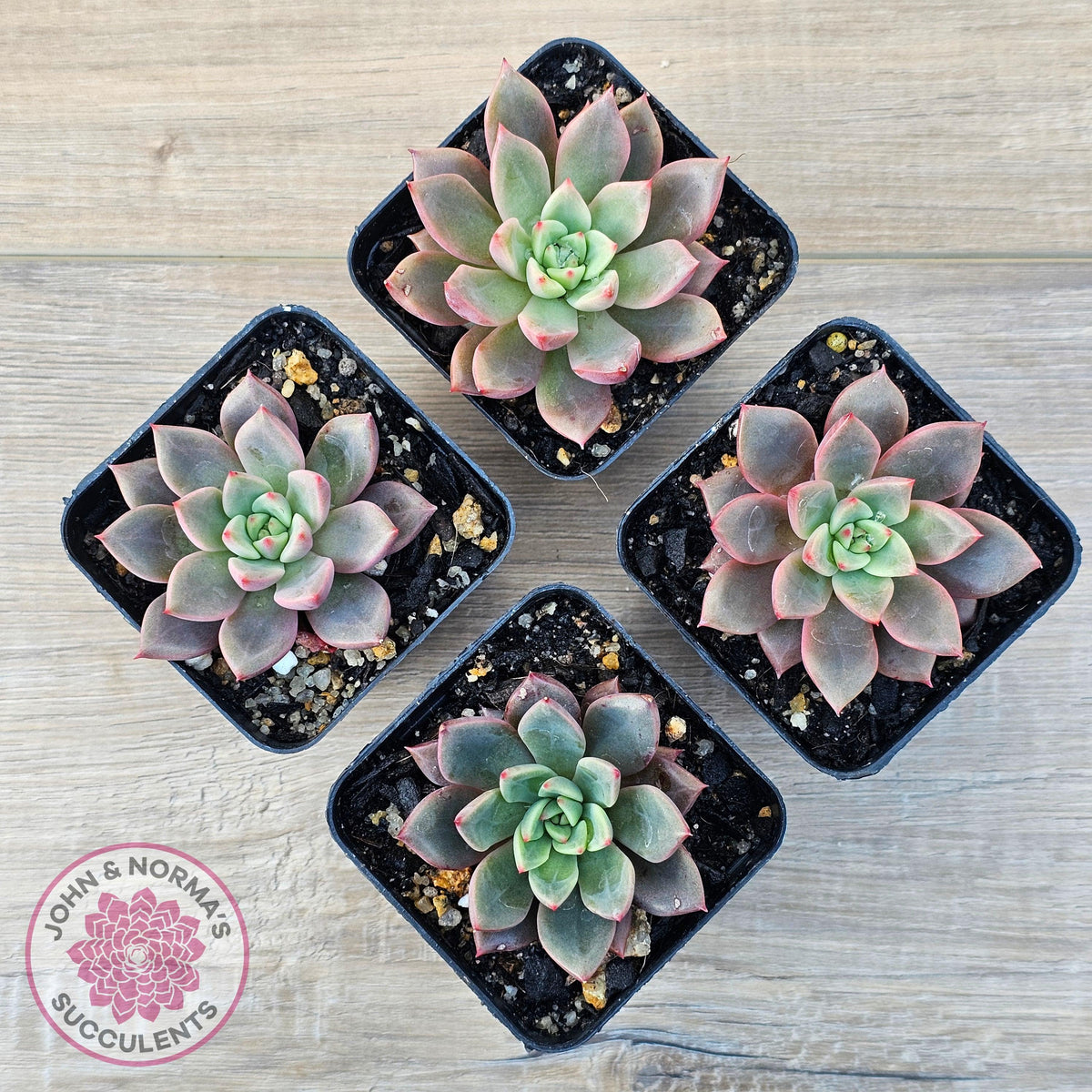 Echeveria 'Chocolate Lady'