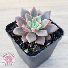 Load image into Gallery viewer, Echeveria 'Chocolate Lady' - John & Norma's Succulents Australia