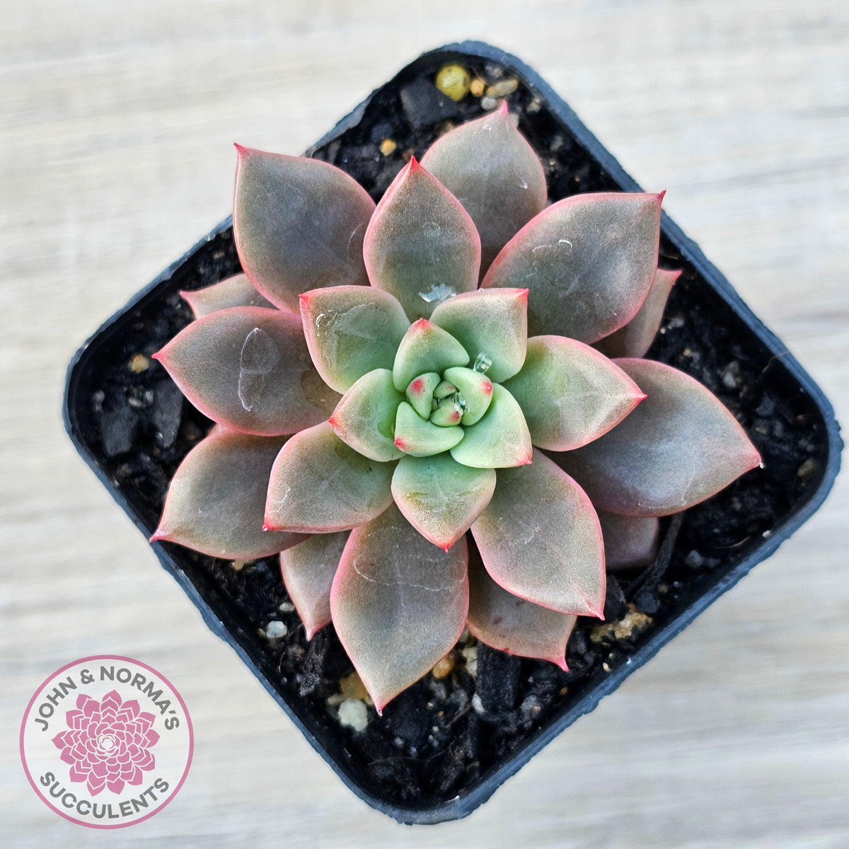 Echeveria 'Chocolate Lady'