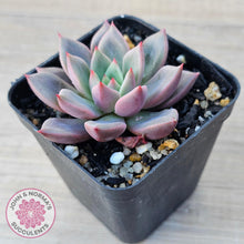 Load image into Gallery viewer, Echeveria 'Chocolate Lady' - John & Norma's Succulents Australia