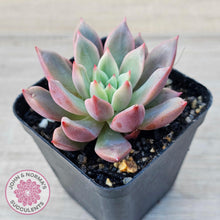Load image into Gallery viewer, Echeveria 'Chocolate Lady' - John & Norma's Succulents Australia