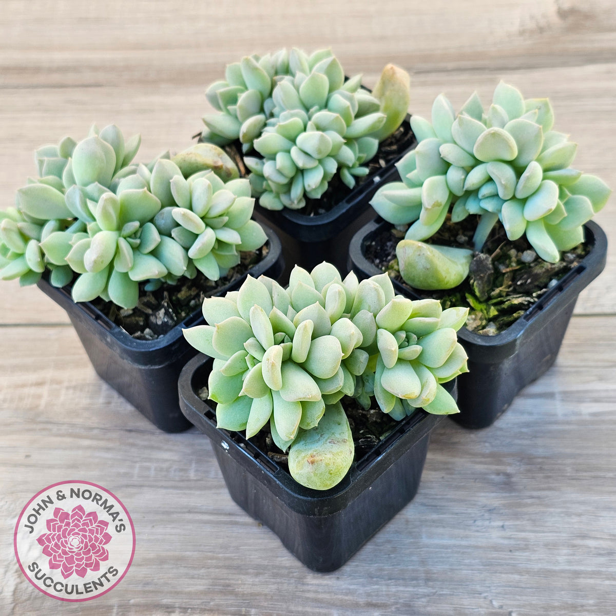 Echeveria 'Choux Cream' Crested