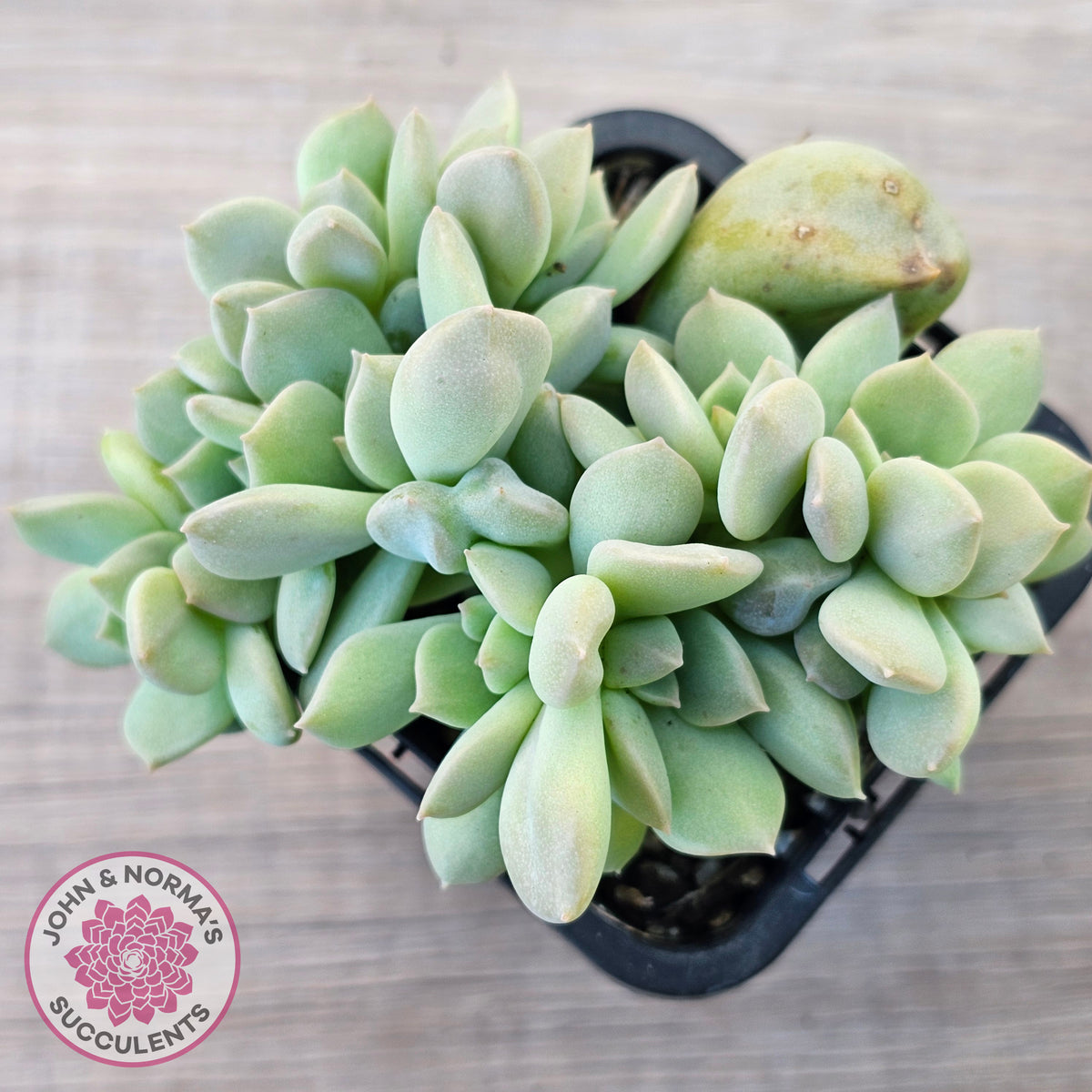 Echeveria 'Choux Cream' Crested