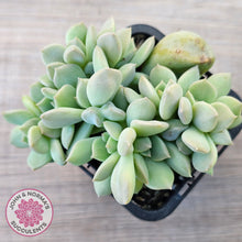Load image into Gallery viewer, Echeveria 'Choux Cream' Crested
