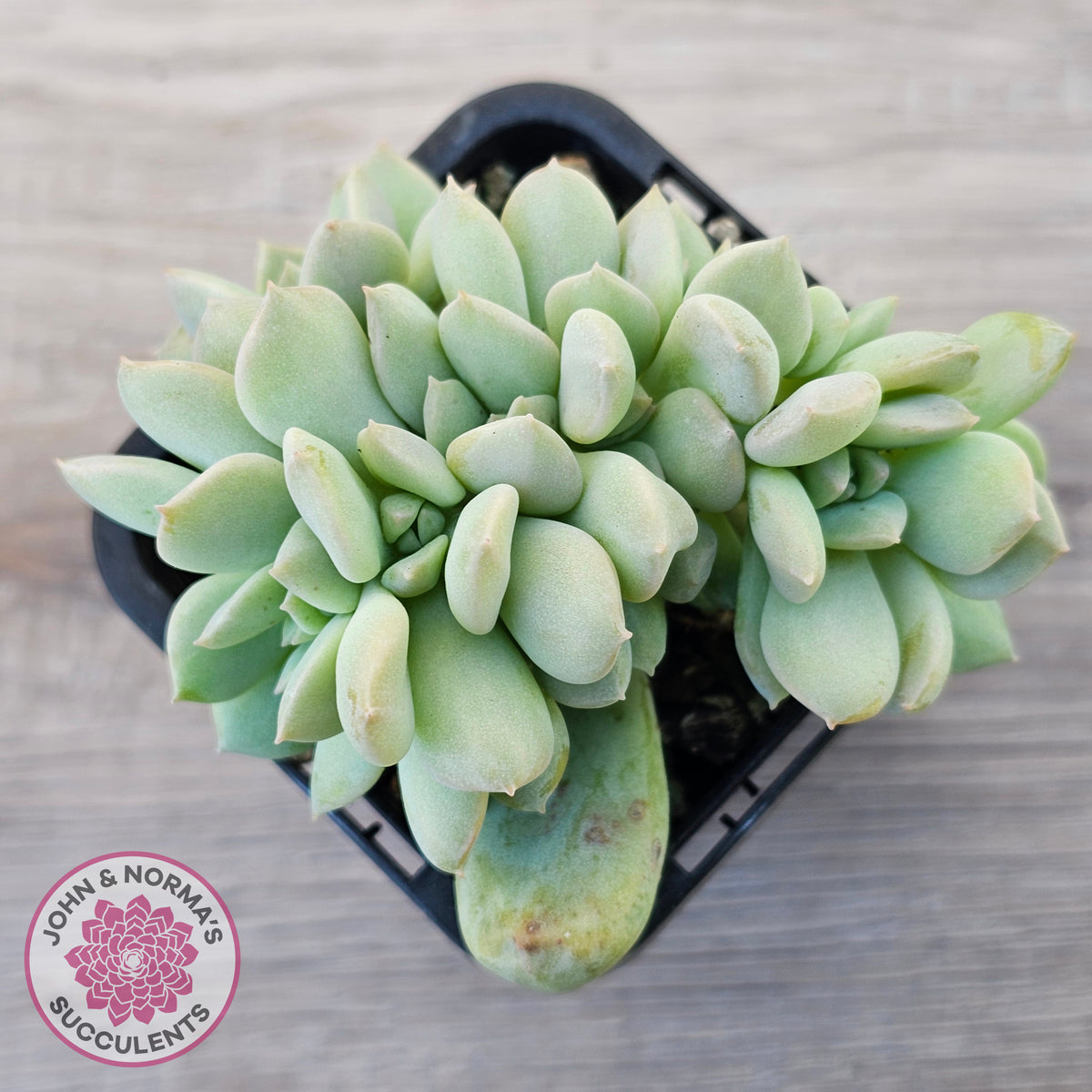Echeveria 'Choux Cream' Crested