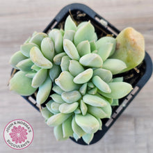 Load image into Gallery viewer, Echeveria 'Choux Cream' Crested