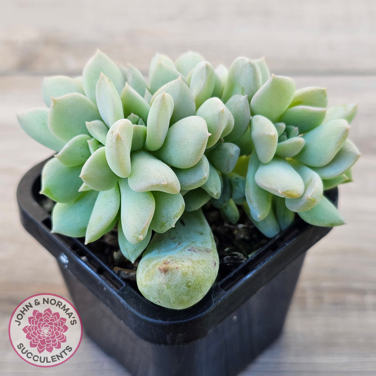 Echeveria 'Choux Cream' Crested