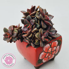 Load image into Gallery viewer, Stunning multi head Echeveria Chroma plant with copper bronze toned foliage and contrasting orange red tips shown in beautifully matched ceramic pot