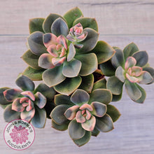 Load image into Gallery viewer, Echeveria Chroma