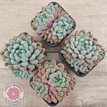 Load image into Gallery viewer, Echeveria 'Comet' setosa v. minor (double heads)