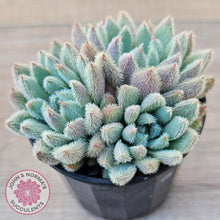 Load image into Gallery viewer, Echeveria 'Comet' setosa v. minor (double heads)