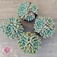 Load image into Gallery viewer, Echeveria 'Comet' setosa v. minor (double heads)