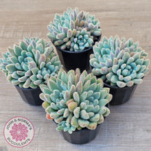 Load image into Gallery viewer, Echeveria 'Comet' setosa v. minor (double heads)