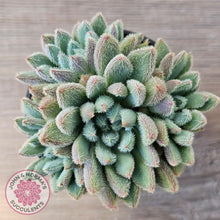 Load image into Gallery viewer, Echeveria 'Comet' setosa v. minor (double heads)
