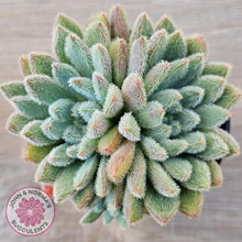 Load image into Gallery viewer, Echeveria 'Comet' setosa v. minor (double heads)