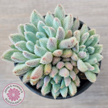 Load image into Gallery viewer, Echeveria 'Comet' setosa v. minor (double heads)