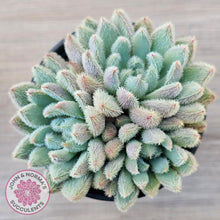 Load image into Gallery viewer, Echeveria 'Comet' setosa v. minor (double heads)