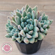 Load image into Gallery viewer, Echeveria 'Comet' setosa v. minor (double heads)