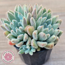 Load image into Gallery viewer, Echeveria 'Comet' setosa v. minor (double heads)