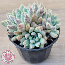 Load image into Gallery viewer, Echeveria 'Comet' setosa v. minor (double heads)