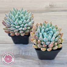Load image into Gallery viewer, Echeveria 'Comet' setosa v. minor