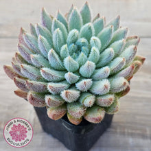 Load image into Gallery viewer, Echeveria 'Comet' setosa v. minor