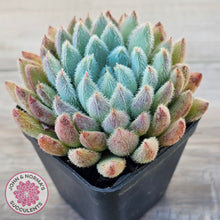 Load image into Gallery viewer, Echeveria 'Comet' setosa v. minor