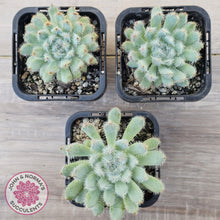 Load image into Gallery viewer, Echeveria 'Comet' setosa v. minor