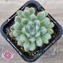 Load image into Gallery viewer, Echeveria 'Comet' setosa v. minor