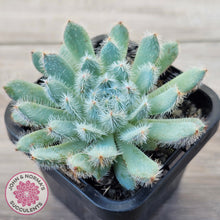 Load image into Gallery viewer, Echeveria 'Comet' setosa v. minor