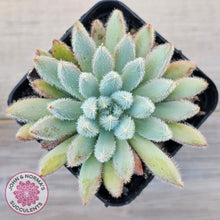 Load image into Gallery viewer, Echeveria 'Comet' setosa v. minor