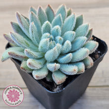Load image into Gallery viewer, Echeveria 'Comet' setosa v. minor
