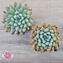 Load image into Gallery viewer, Echeveria 'Comet' setosa v. minor