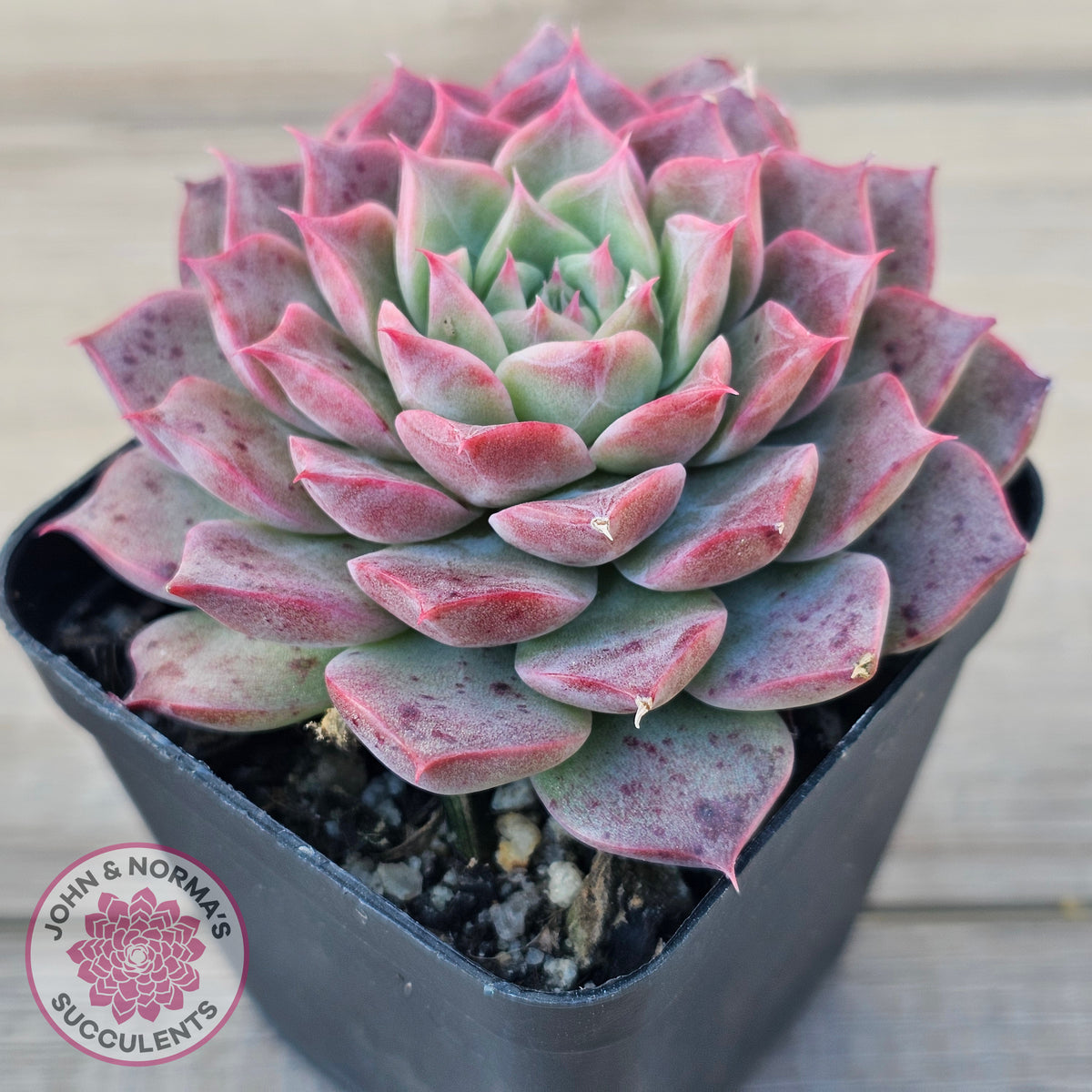 Echeveria 'Conch Girl' aka 'Seashell'