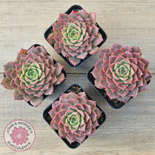 Load image into Gallery viewer, Echeveria 'Conch Girl' aka 'Seashell'